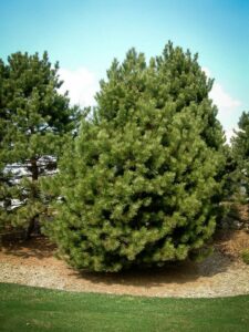 Сосна Чёрная (Pinus Nigra) купить по цене от 270.00р. в интернет-магазине «Посадика» с доставкой почтой в в Дербенте и по всей России – [изображение №1].