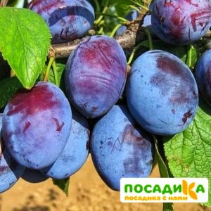 Слива Чачакская ранняя купить по цене от 229.00р. в интернет-магазине «Посадика» с доставкой почтой в в Дербенте и по всей России – [изображение №1].