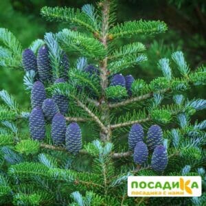 Пихта корейская (Abies koreana) купить по цене от 450.00р. в интернет-магазине «Посадика» с доставкой почтой в в Дербенте и по всей России – [изображение №1].