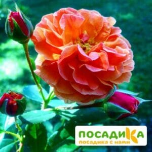 Роза Арабия купить по цене от 350.00р. в интернет-магазине «Посадика» с доставкой почтой в в Дербенте и по всей России – [изображение №1].