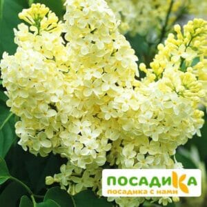 Сирень Примроуз (Primrose) купить по цене от 529.00р. в интернет-магазине «Посадика» с доставкой почтой в в Дербенте и по всей России – [изображение №1].