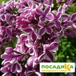 Сирень Сенсация купить по цене от 529.00р. в интернет-магазине «Посадика» с доставкой почтой в в Дербенте и по всей России – [изображение №1].