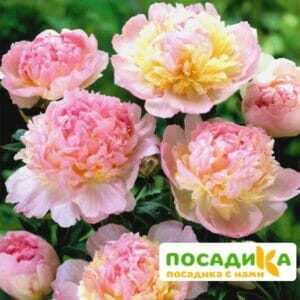 Пион Распберри Сандей (Paeonia Raspberry Sundae) купить по цене от 959р. в интернет-магазине «Посадика» с доставкой почтой в в Дербенте и по всей России – [изображение №1].