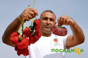 Клубника Гигант Джорнея купить по цене от 266р. в интернет-магазине «Посадика» с доставкой почтой в в Дербенте и по всей России – [изображение №1].