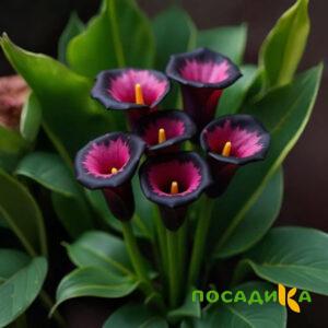 Калла Аура Лейс купить по цене от 400р. в интернет-магазине «Посадика» с доставкой почтой в в Дербенте и по всей России – [изображение №1].