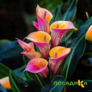 Калла Оникс купить по цене от 450р. в интернет-магазине «Посадика» с доставкой почтой в в Дербенте и по всей России – [изображение №1].