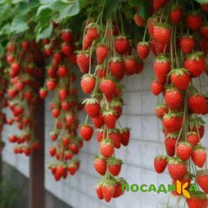 Клубника вьющаяся Комплимент купить по цене от 470р. в интернет-магазине «Посадика» с доставкой почтой в в Дербенте и по всей России – [изображение №1].