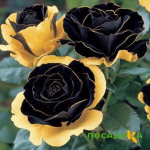 Роза Ханни Сикл купить по цене от 700р. в интернет-магазине «Посадика» с доставкой почтой в в Дербенте и по всей России – [изображение №1].