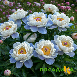 Пион акварельный Этюд купить по цене от 806р. в интернет-магазине «Посадика» с доставкой почтой в в Дербенте и по всей России – [изображение №1].