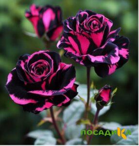 Роза Багровый Шепот купить по цене от 366р. в интернет-магазине «Посадика» с доставкой почтой в в Дербенте и по всей России – [изображение №1].
