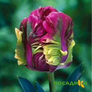 Тюльпан Экзотик Хэвен купить по цене от 186р. в интернет-магазине «Посадика» с доставкой почтой в в Дербенте и по всей России – [изображение №1].