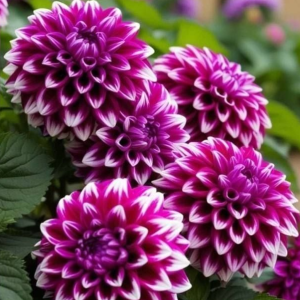 Георгин Кристал Корт купить по цене от 602р. в интернет-магазине «Посадика» с доставкой почтой в в Дербенте и по всей России – [изображение №1].