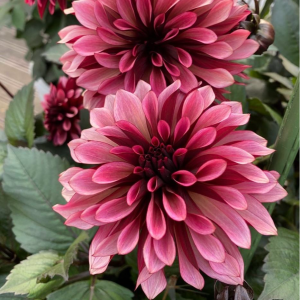 Георгин Перли Сансет купить по цене от 309р. в интернет-магазине «Посадика» с доставкой почтой в в Дербенте и по всей России – [изображение №1].