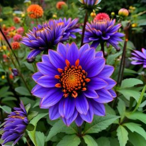 Георгин Лазурит купить по цене от 799р. в интернет-магазине «Посадика» с доставкой почтой в в Дербенте и по всей России – [изображение №1].