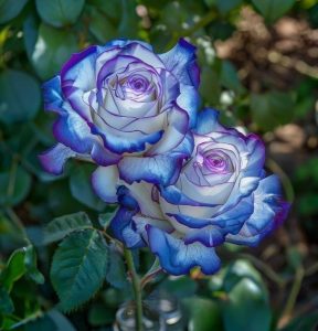 Роза Пэтолз Хоуп купить по цене от 333р. в интернет-магазине «Посадика» с доставкой почтой в в Дербенте и по всей России – [изображение №1].