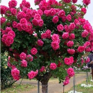 Роза Версаля купить по цене от 232р. в интернет-магазине «Посадика» с доставкой почтой в в Дербенте и по всей России – [изображение №1].