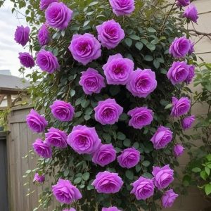 Роза Мистик Уайт купить по цене от 620р. в интернет-магазине «Посадика» с доставкой почтой в в Дербенте и по всей России – [изображение №1].