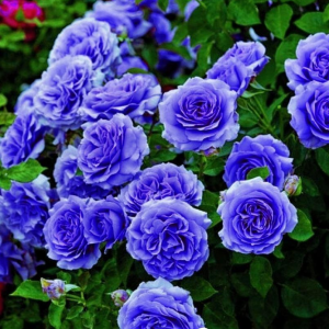 Роза Блю Мун купить по цене от 450р. в интернет-магазине «Посадика» с доставкой почтой в в Дербенте и по всей России – [изображение №1].