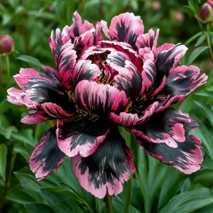 Пион Дроп Руби купить по цене от 469р. в интернет-магазине «Посадика» с доставкой почтой в в Дербенте и по всей России – [изображение №1].