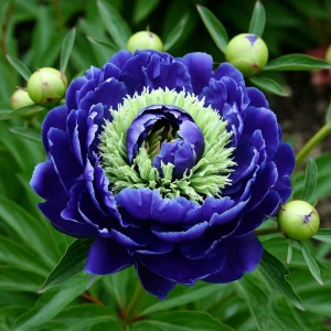 Пион Дримвивер купить по цене от 417р. в интернет-магазине «Посадика» с доставкой почтой в в Дербенте и по всей России – [изображение №1].