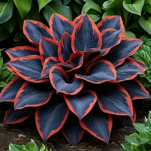 Хоста Солнечный Агат купить по цене от 440р. в интернет-магазине «Посадика» с доставкой почтой в в Дербенте и по всей России – [изображение №1].