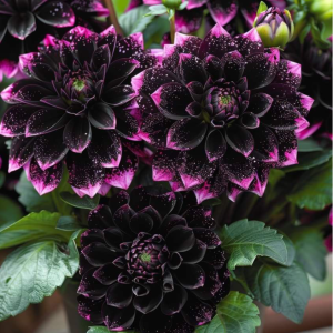 Георгин Лаванда Лейс купить по цене от 679р. в интернет-магазине «Посадика» с доставкой почтой в в Дербенте и по всей России – [изображение №1].