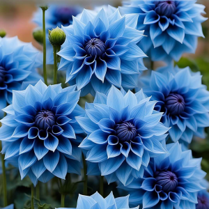 Георгин Вижапе купить по цене от 699р. в интернет-магазине «Посадика» с доставкой почтой в в Дербенте и по всей России – [изображение №1].