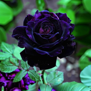 Роза Блэк Пантер купить по цене от 319р. в интернет-магазине «Посадика» с доставкой почтой в в Дербенте и по всей России – [изображение №1].