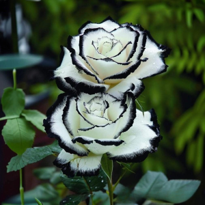 Роза Силк Ивин купить по цене от 319р. в интернет-магазине «Посадика» с доставкой почтой в в Дербенте и по всей России – [изображение №1].