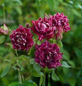 Роза Опаловый Пейзаж купить по цене от 490р. в интернет-магазине «Посадика» с доставкой почтой в в Дербенте и по всей России – [изображение №1].