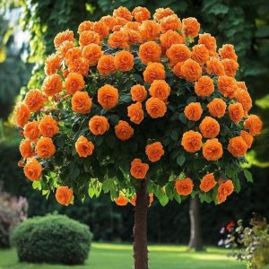 Роза Солнечный Шарм купить по цене от 349р. в интернет-магазине «Посадика» с доставкой почтой в в Дербенте и по всей России – [изображение №1].