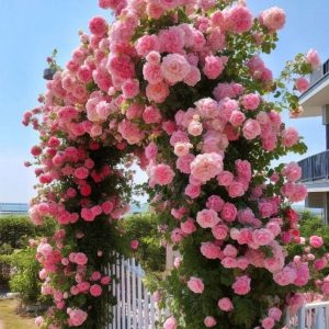 Роза Пастель Розе купить по цене от 605р. в интернет-магазине «Посадика» с доставкой почтой в в Дербенте и по всей России – [изображение №1].