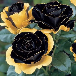 Роза Ханни Сикл купить по цене от 700р. в интернет-магазине «Посадика» с доставкой почтой в в Дербенте и по всей России – [изображение №1].