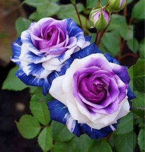 Роза Айвори Каскад купить по цене от 420р. в интернет-магазине «Посадика» с доставкой почтой в в Дербенте и по всей России – [изображение №1].