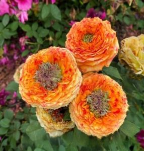 Роза Золотой Мираж купить по цене от 420р. в интернет-магазине «Посадика» с доставкой почтой в в Дербенте и по всей России – [изображение №1].