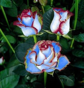 Роза Сафайер Пэтл купить по цене от 450р. в интернет-магазине «Посадика» с доставкой почтой в в Дербенте и по всей России – [изображение №1].